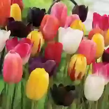 May Flowering Mixture